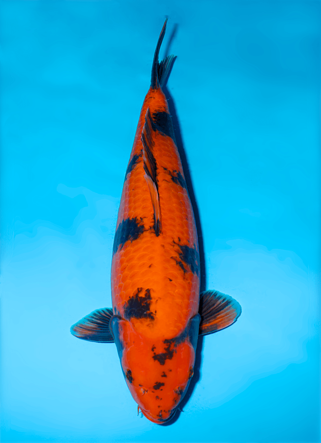 Japanse koi Shinoda   Hi-utsuri Nisai 56cm