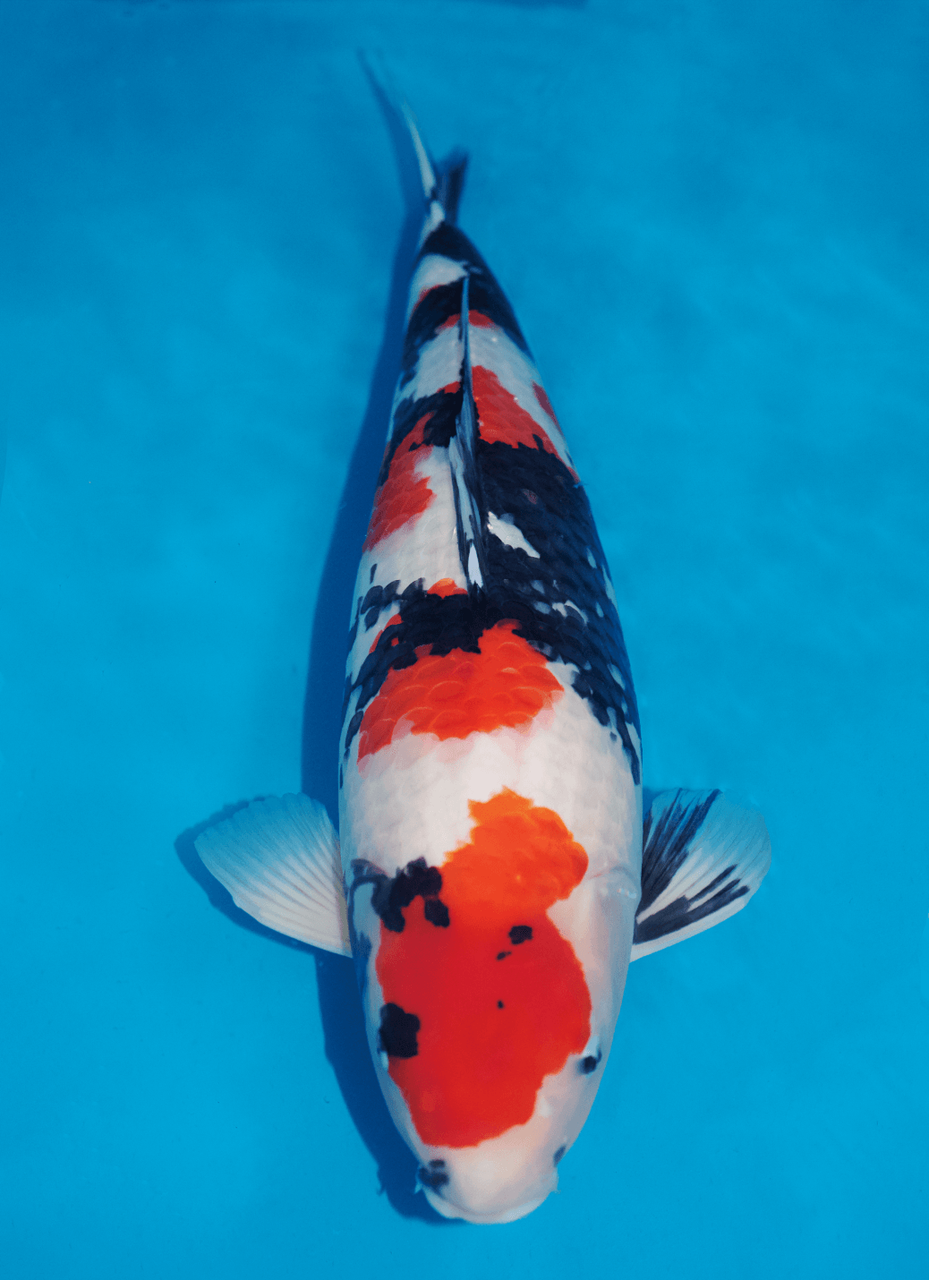 Japanse koi Momotaro Super Mako  Showa Rokusai + 69cm