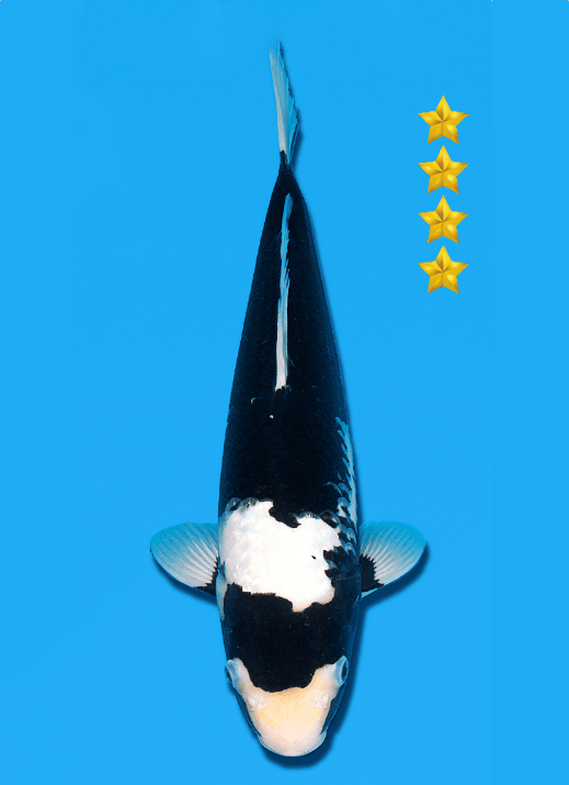 Japanse koi Ogata Matsukawabake Izumiya Yonsai 35 cm Female