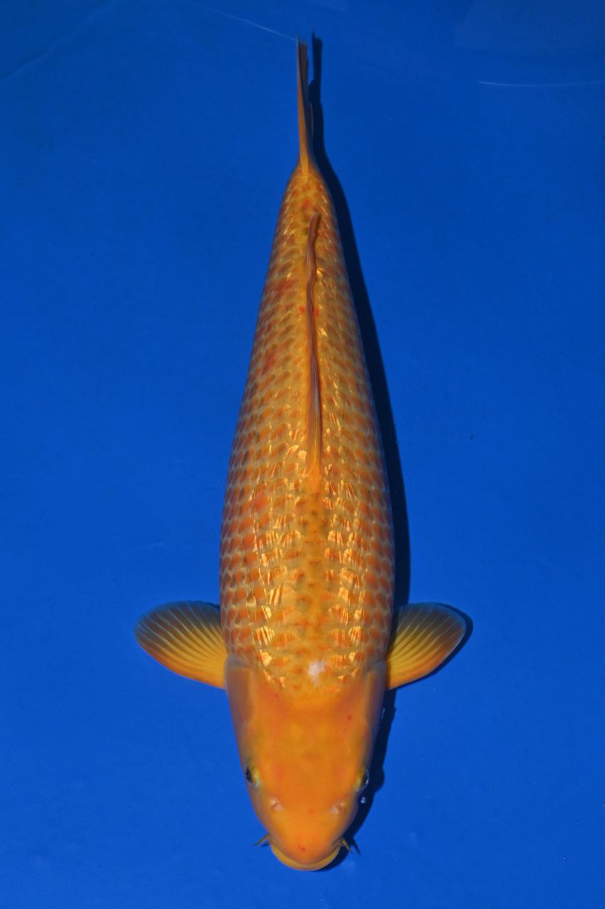 Japanse koi Taniguchi Ginrin Karashigoi Golden Corn Gosai 52 cm Female