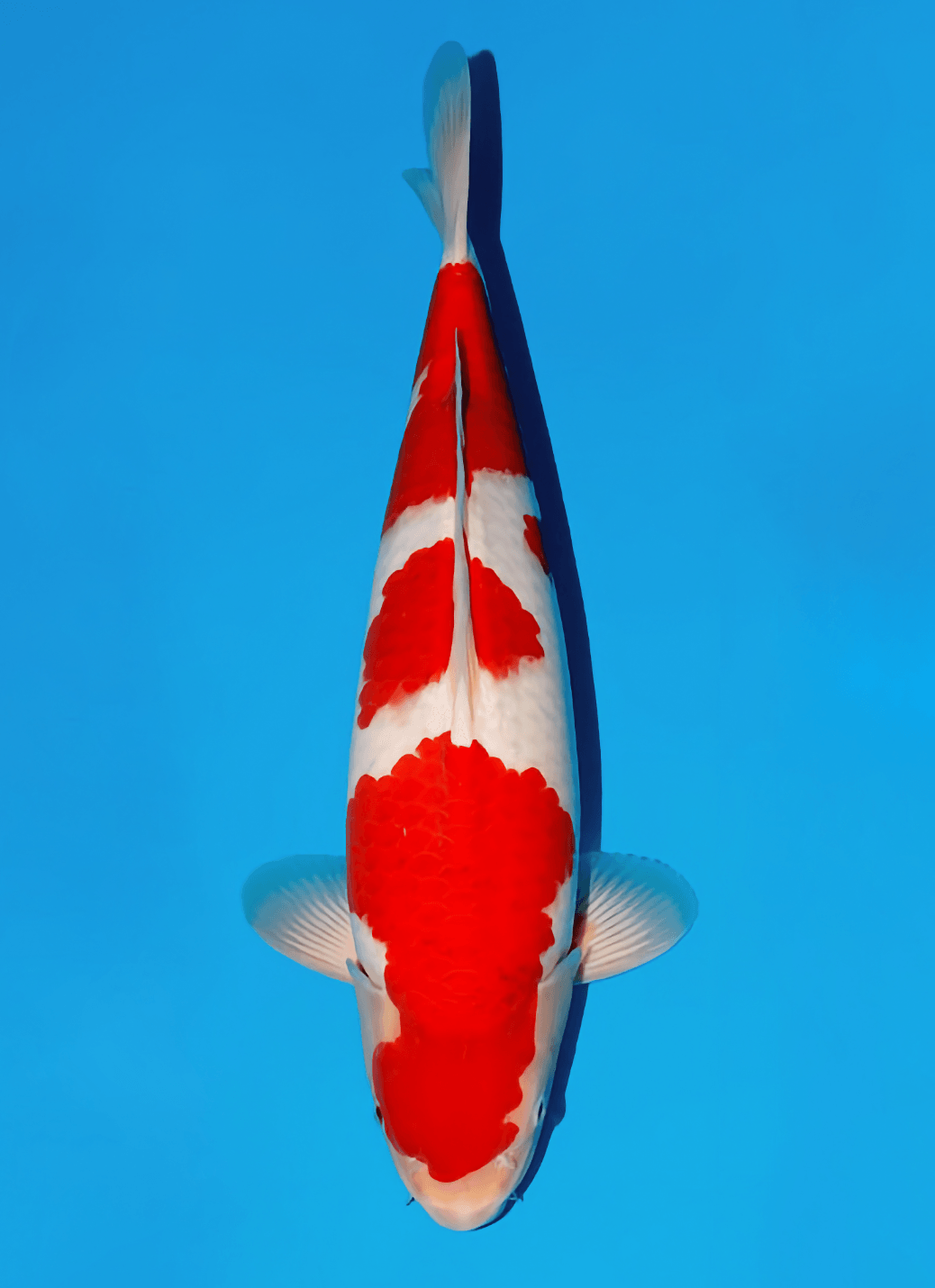 Japanse koi Momotaro Kamuy  Goromo Tosai 53cm