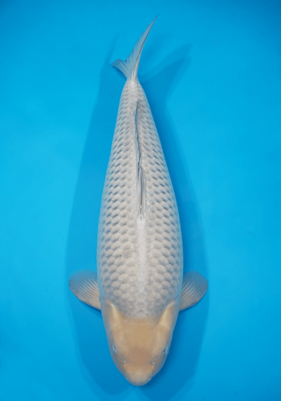 Japanse koi Dainichi   Soragoi Gosai 73cm