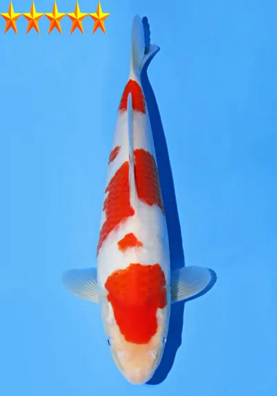 Japanse koi Dainichi Toyota Kinsen x Nao  Kohaku Sansai 35cm