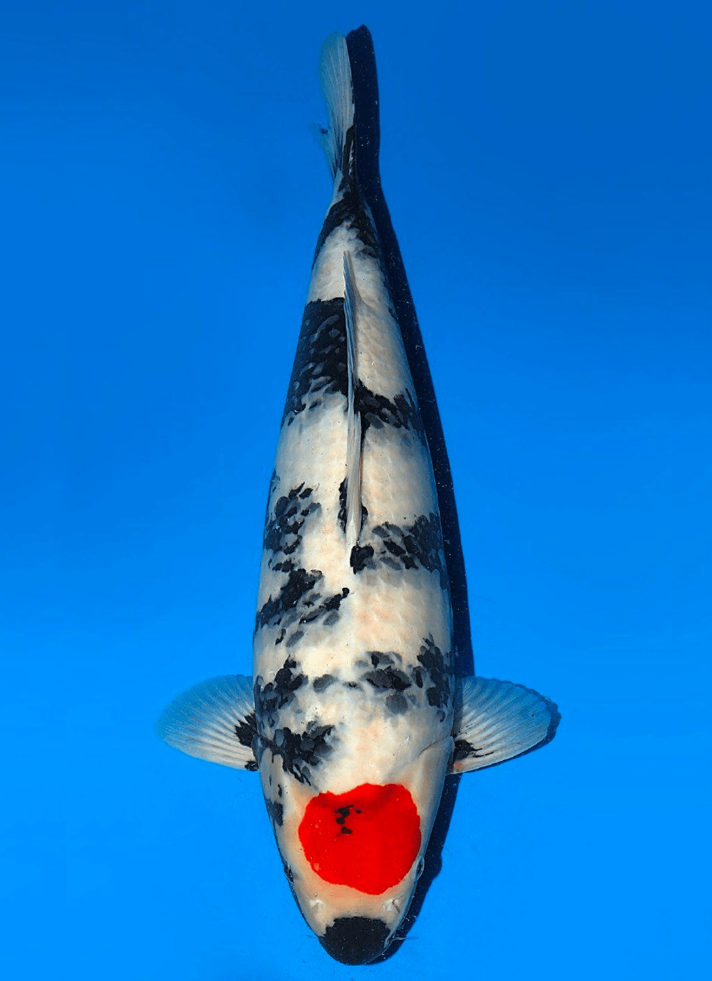 Japanse koi Isa Showa Rokusai + 57 cm Female