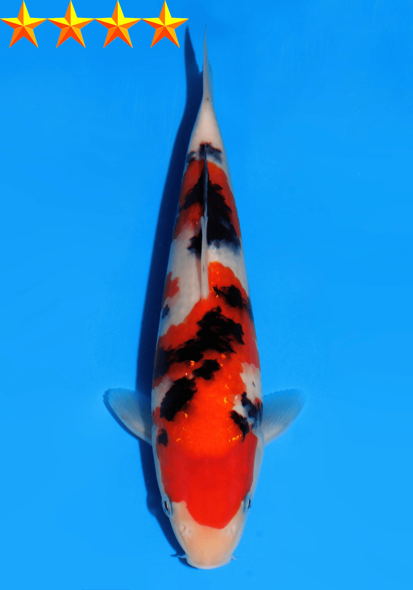 Japanse koi Dainichi MSankeJr  Sanke Sansai 32cm