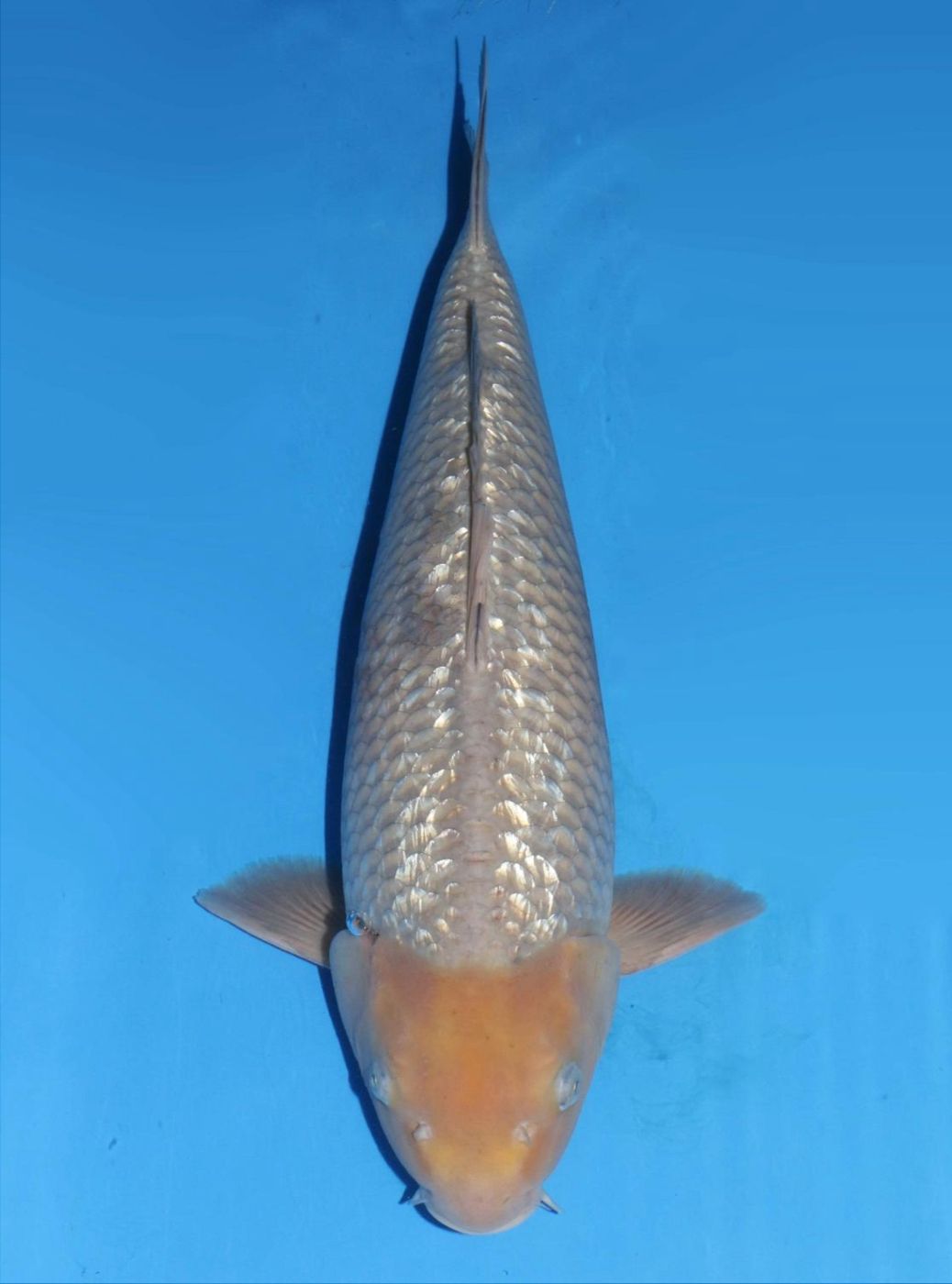 Japanse koi Dainichi Ginrin Soragoi BlackDiamondX Rokusai + 51 cm Male