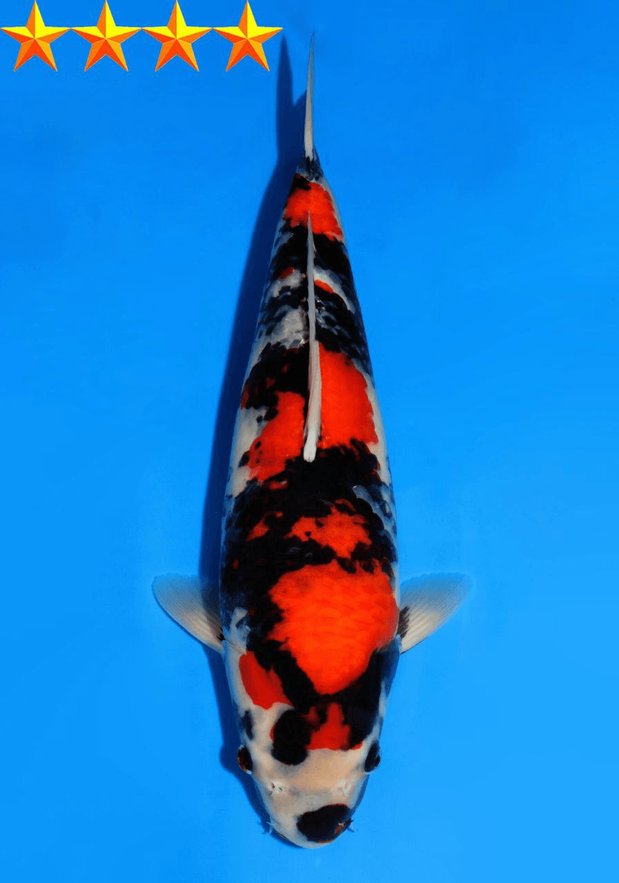 Japanse koi Dainichi Showa MonaLisa Sansai 42 cm Female