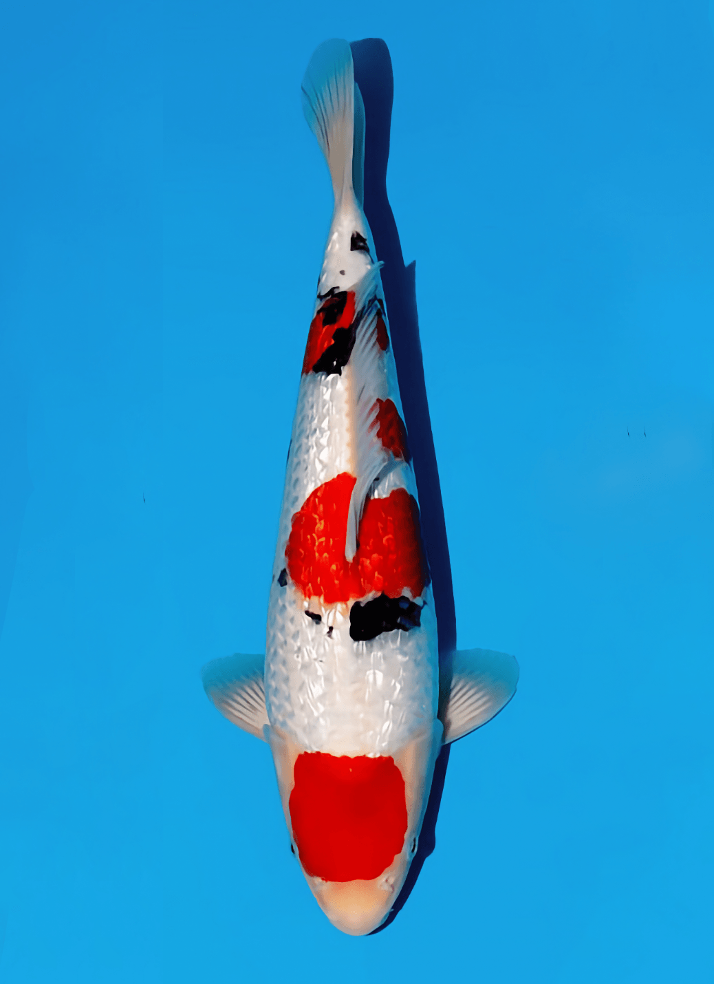 Japanse koi Momotaro Kamuy Ginrin Sanke Tosai 36cm