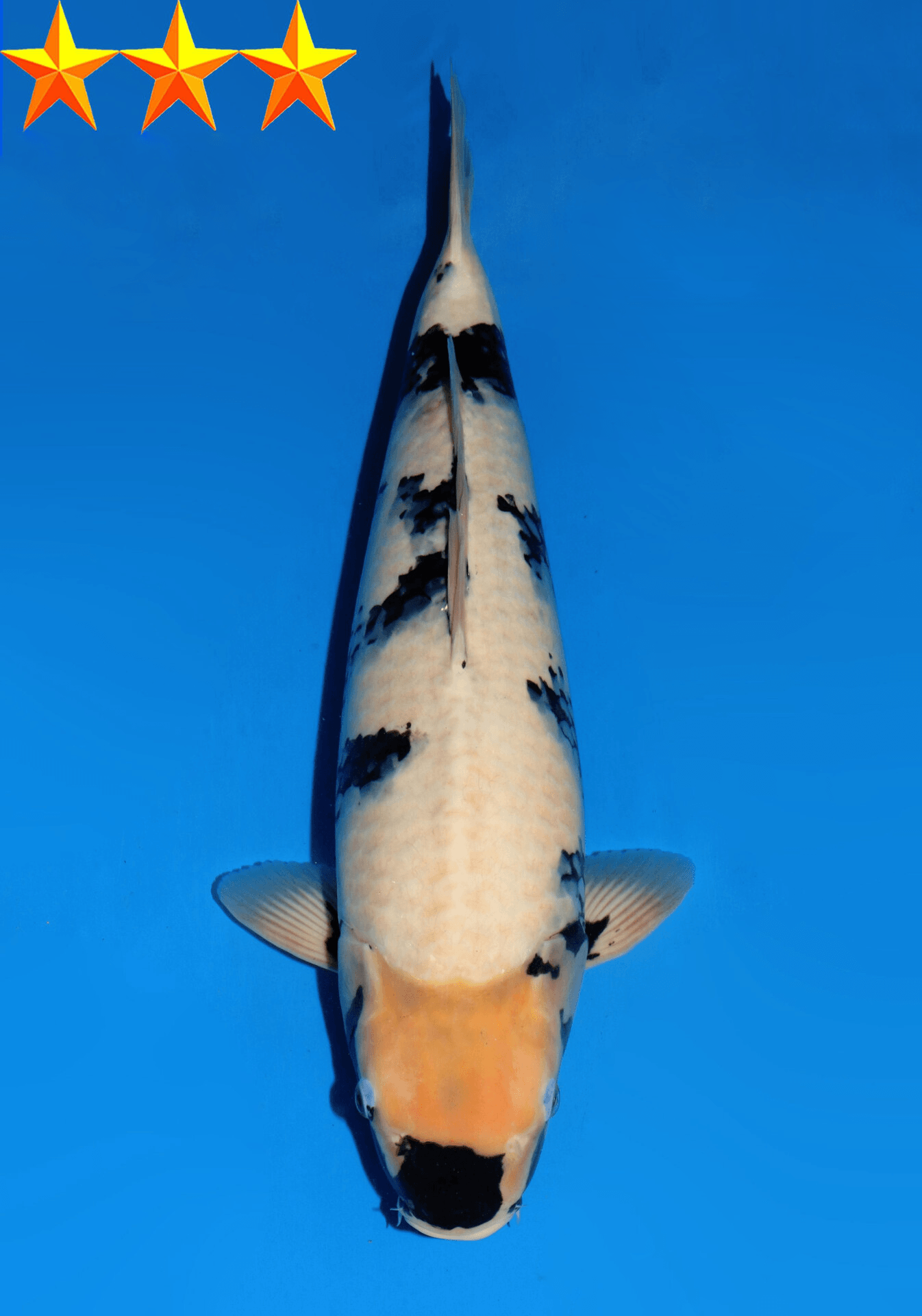Japanse koi te koop Dainichi Shiro-utsuri SuperMonster Yonsai 52 cm Female