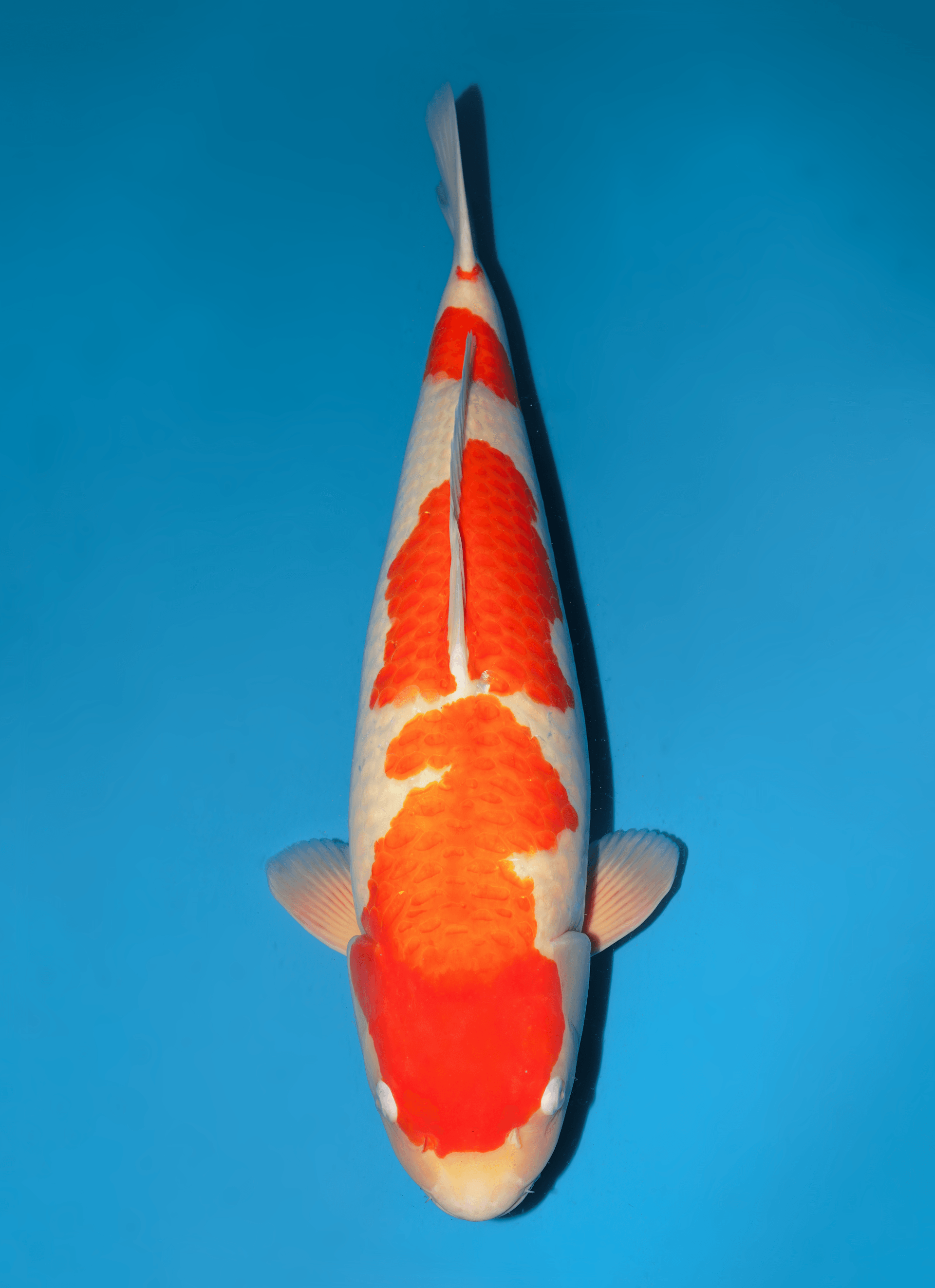 Japanse koi Dainichi Kohaku RedTiger Sansai 70 cm Female