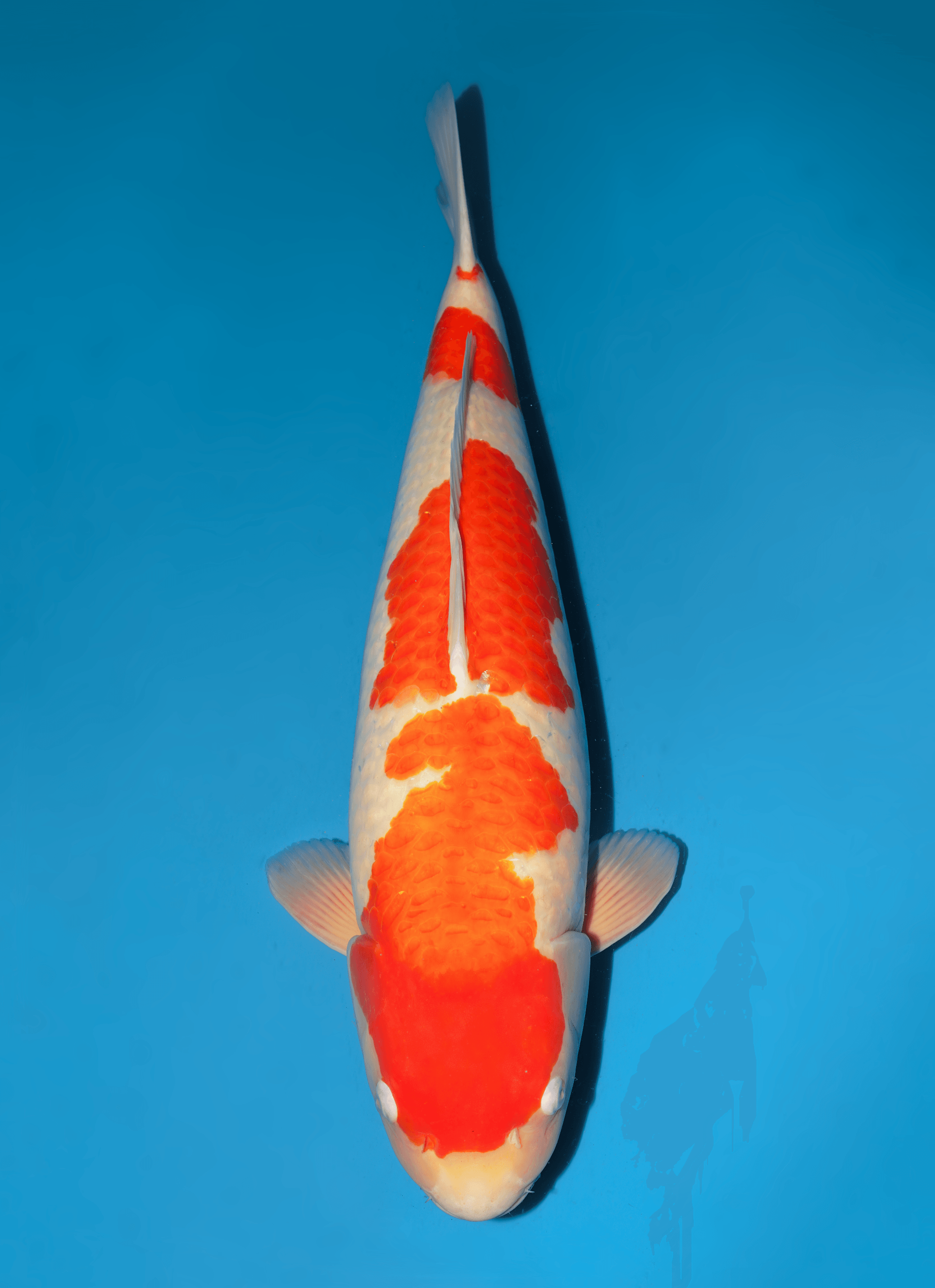 Japanse koi Dainichi RedTiger  Kohaku Sansai 70cm