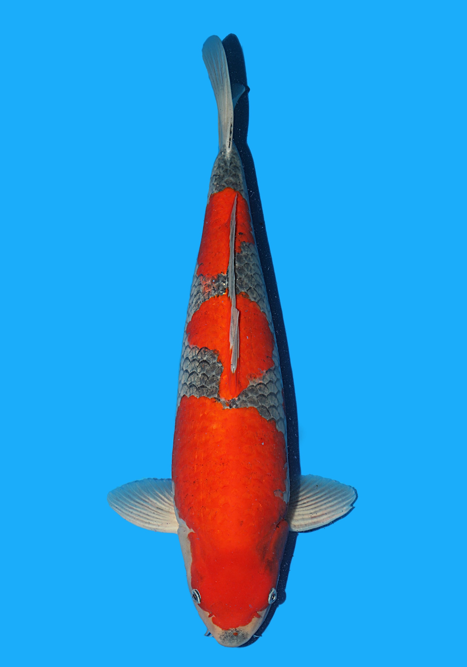 Japanse koi Hiroi Goshiki Rokusai + 51 cm Female