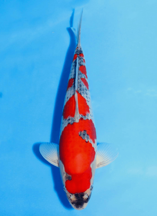 Japanse koi Kondo Goshiki Rokusai + 39 cm Unknown
