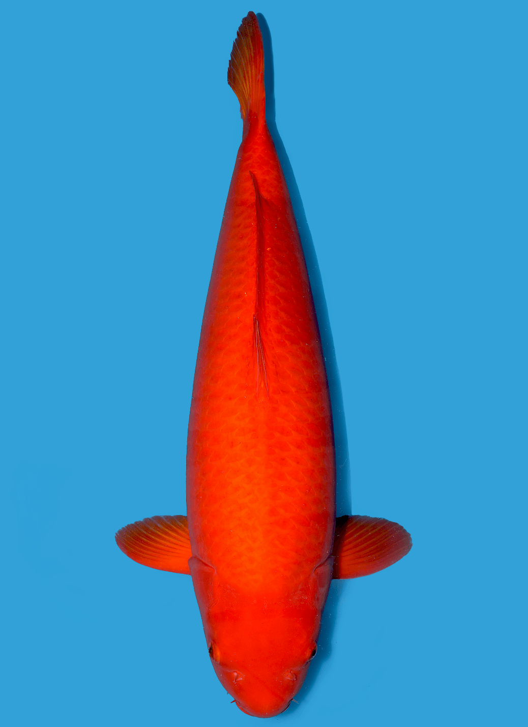 Japanse koi Maruhiro Benigoi Gosai 77 cm Female