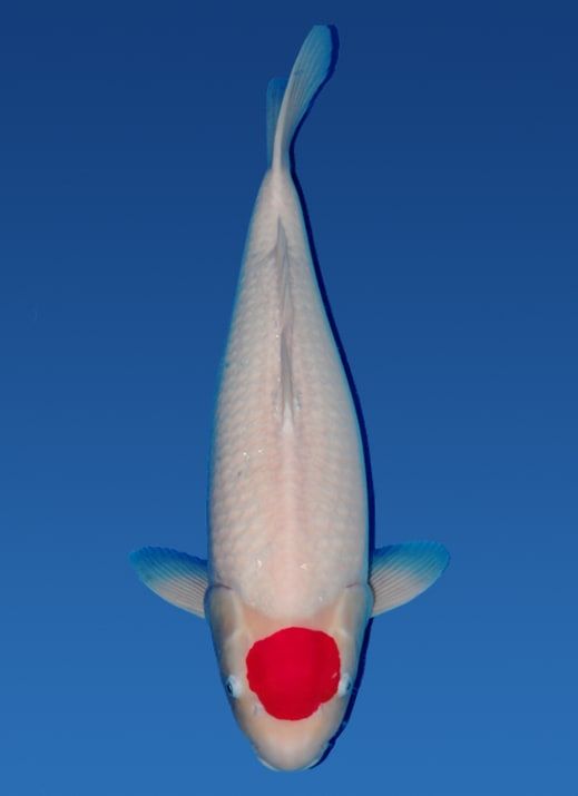 Japanse koi Marudo Kohaku Rokusai + 75 cm Female