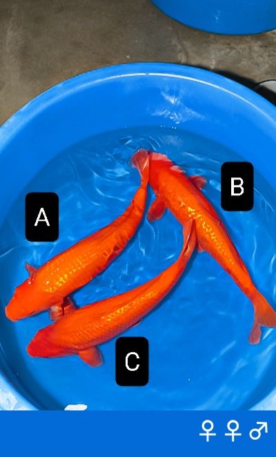 Japanse koi Ogata Ginrin Benigoi Taiho Rokusai + 60 cm Female
