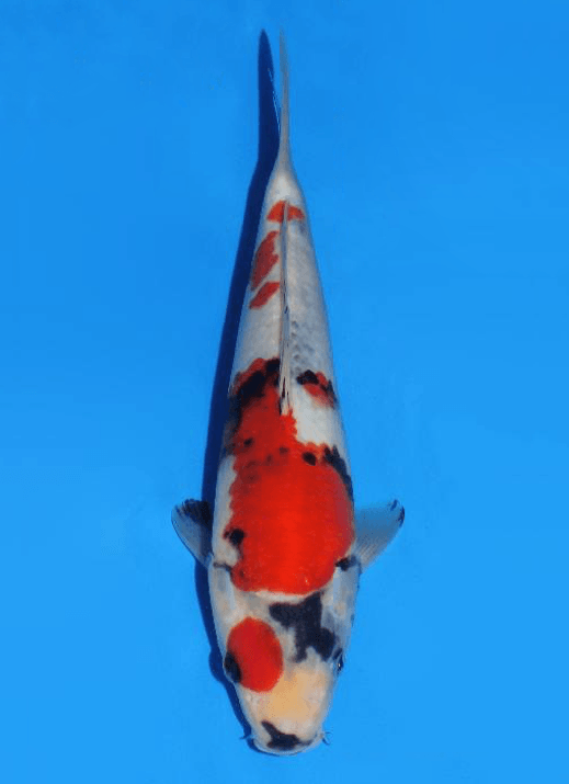 Japanse koi Dainichi Showa Super Mango Rokusai + 30 cm Unknown