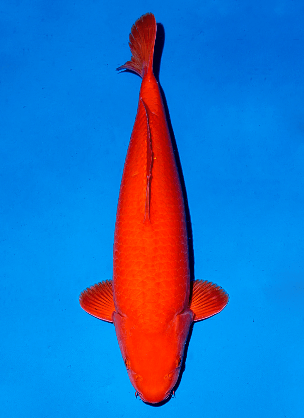 Japanse koi Ogata Benigoi Taiho Rokusai + 52 cm Female