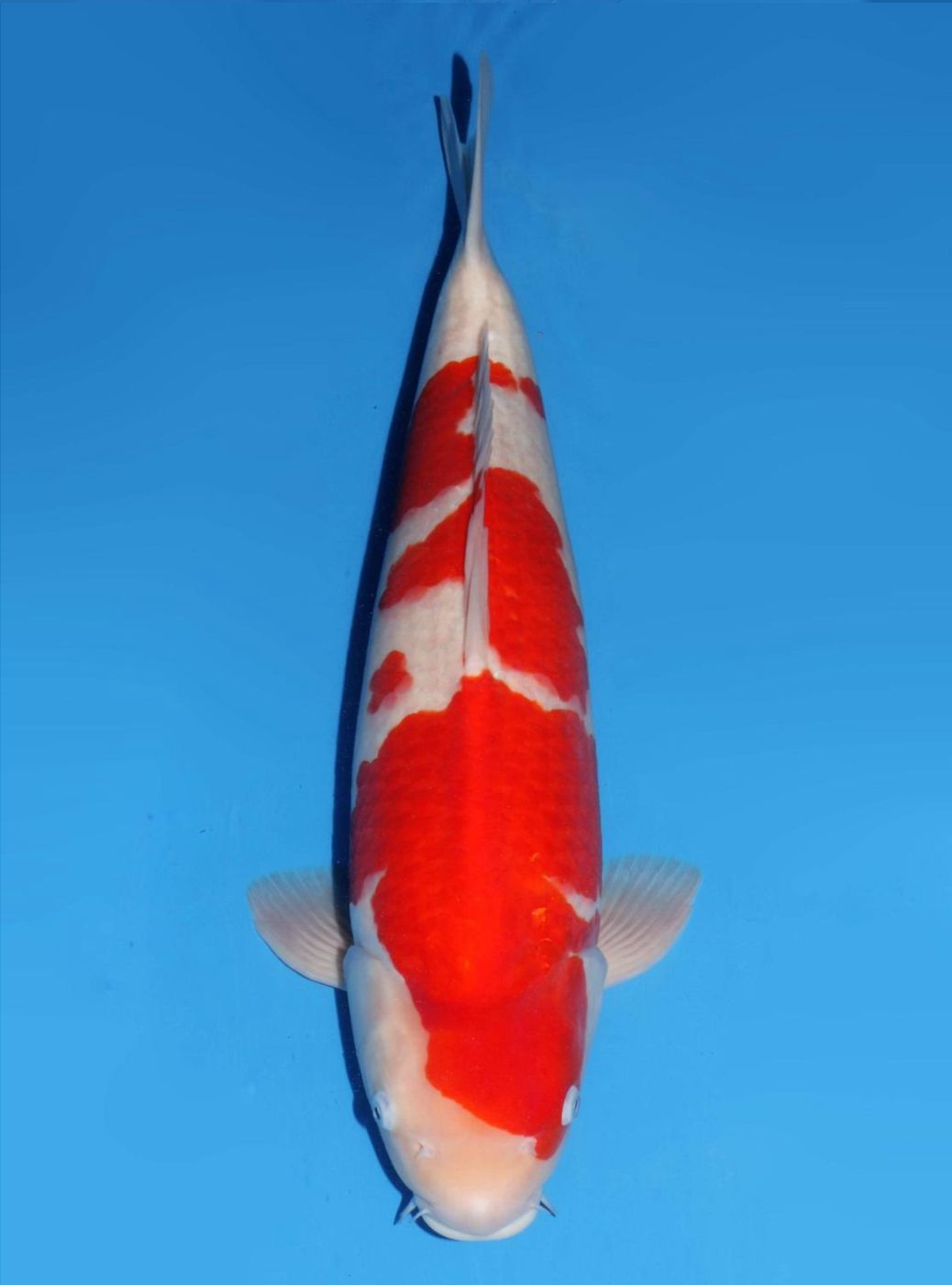 Japanse koi Dainichi Kohaku NewMiharaX Rokusai + 58 cm Male