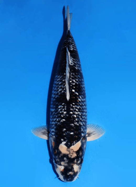 Japanse koi Dainichi Ginrin Ochiba BlackDiamondX Rokusai + 56 cm Female