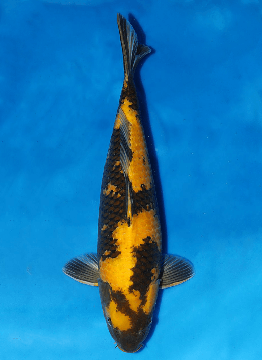 Japanse koi Otsuka Ki-utsuri Rokusai + 64 cm Female