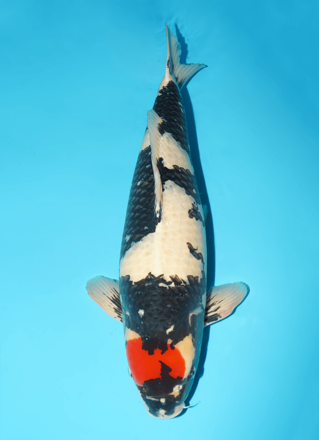 Japanse koi Isa Showa Yonsai 66 cm Male