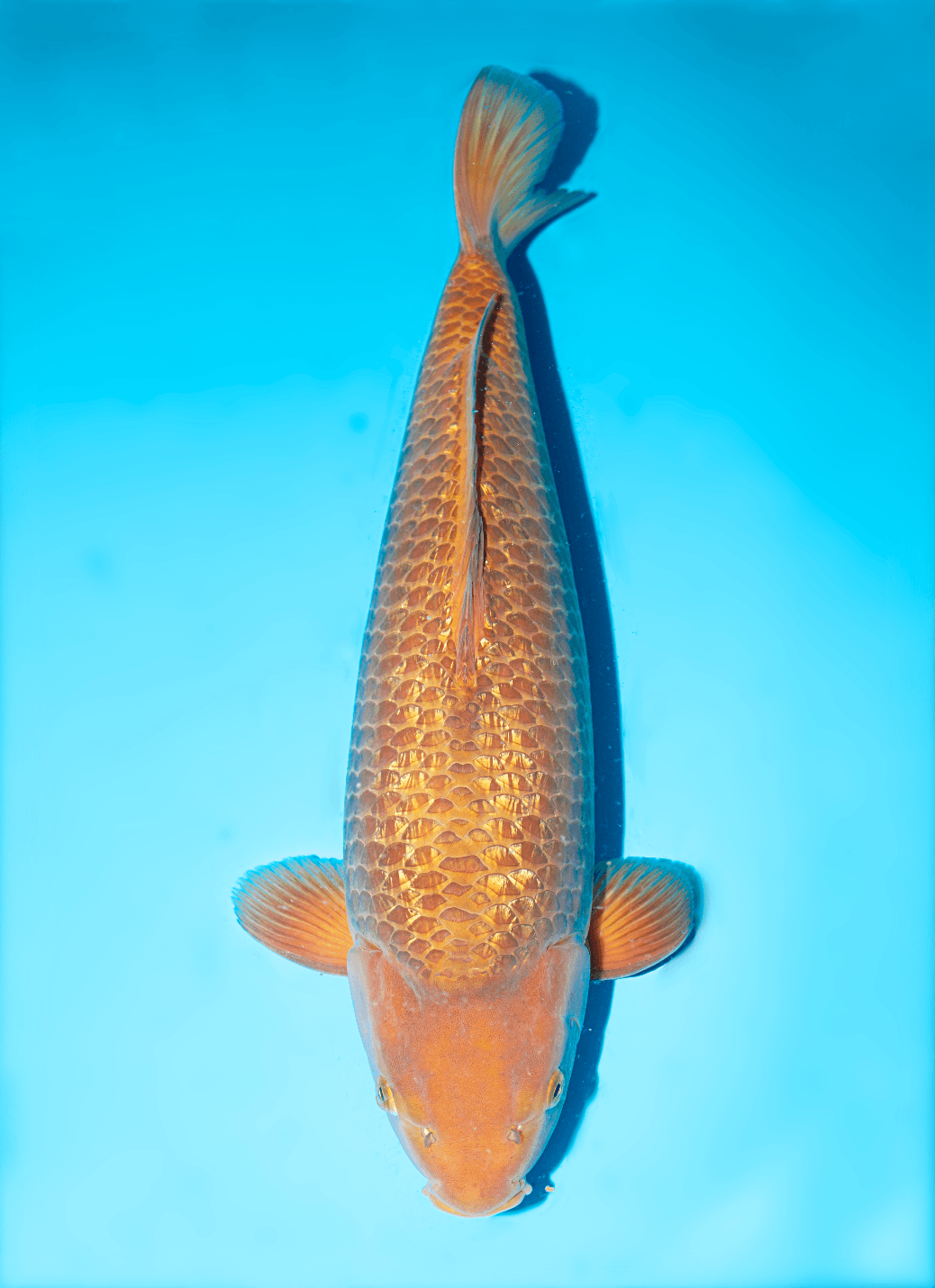 Japanse koi Dainichi BrownMonkey Ginrin Chagoi Nisai 54cm