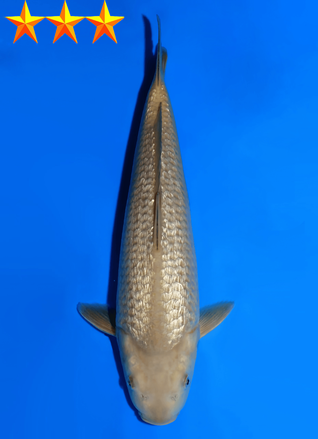 Japanse koi Dainichi YellowMonkey Ginrin Chagoi Tosai 31cm