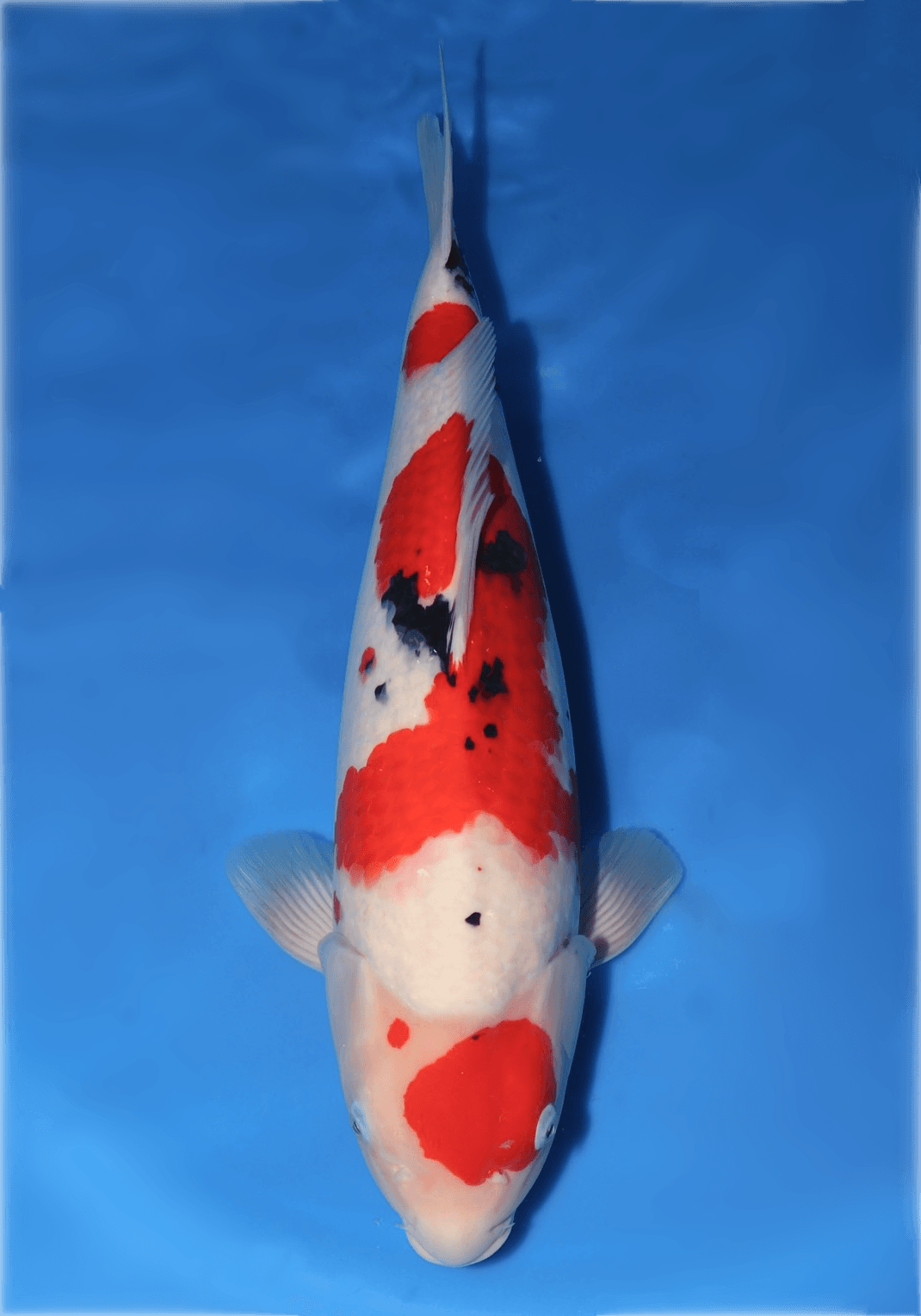 Japanse koi te koop Oya Sanke Sansai 55 cm Female