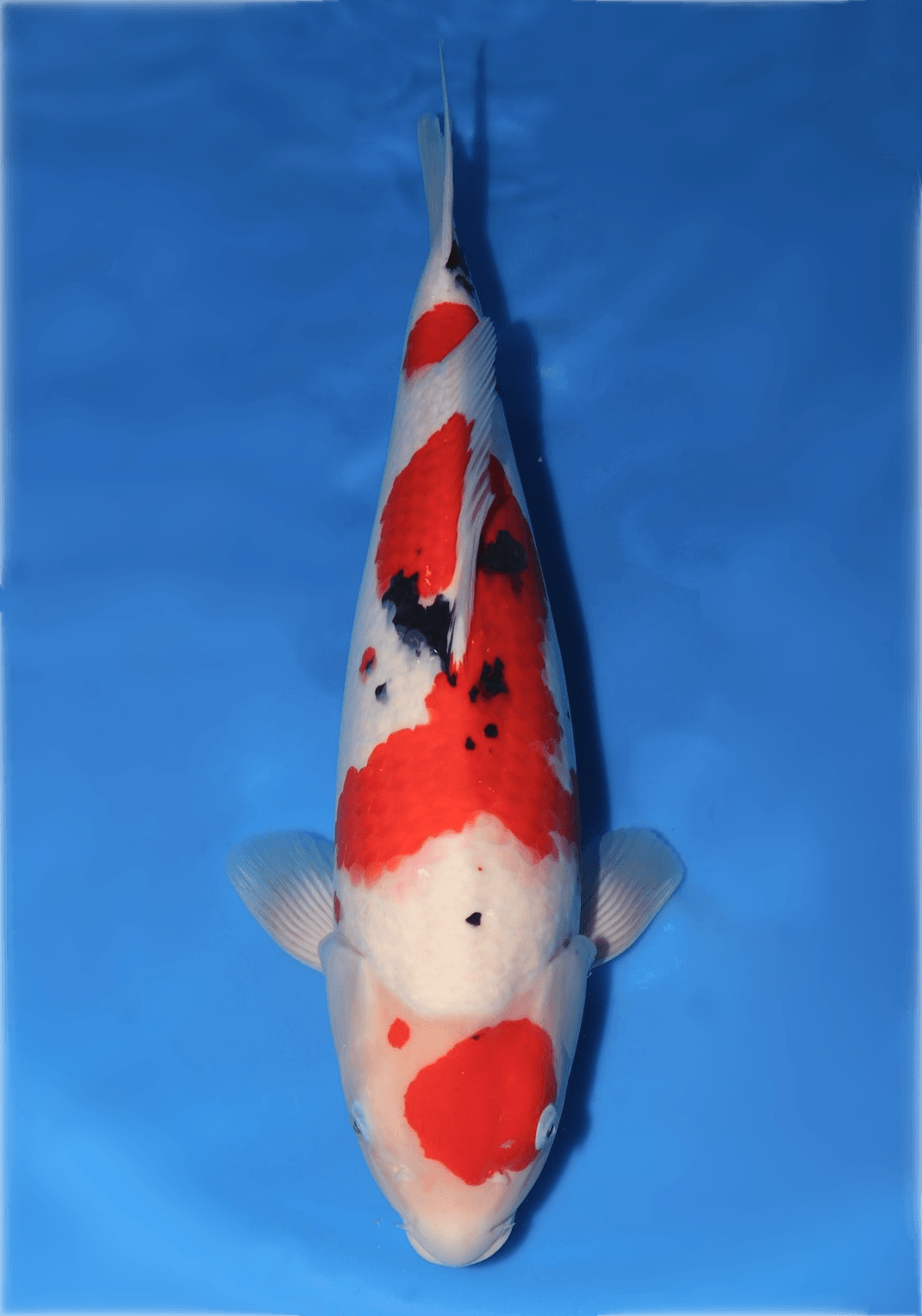 Japanse koi Oya   Sanke Nisai 55cm