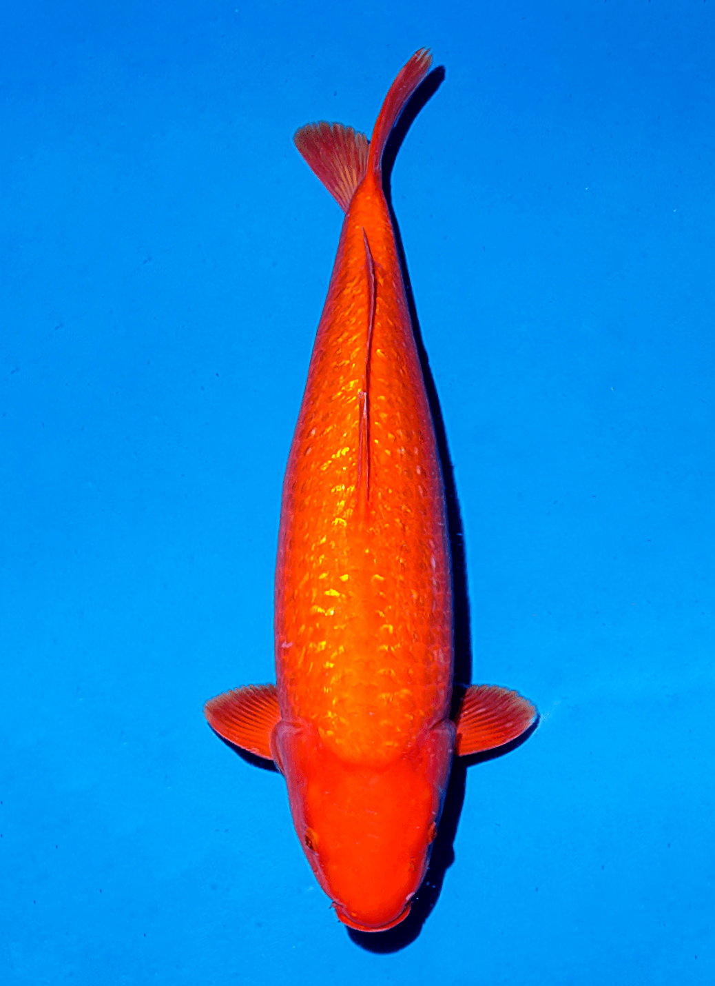 Japanse koi Ogata Ginrin Benigoi Taiho Rokusai + 54 cm Unknown