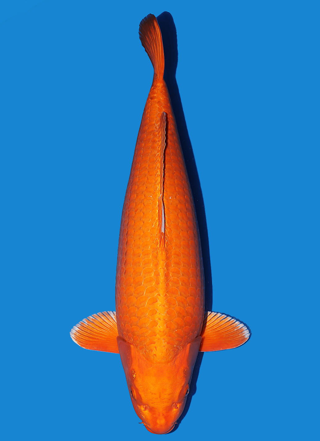 Japanse koi Ikarashi undefined  Orenji Ogon Rokusai + 80cm