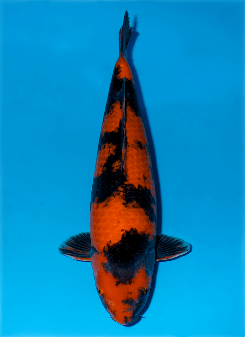 Japanse koi Shinoda   Hi-utsuri Nisai 56cm