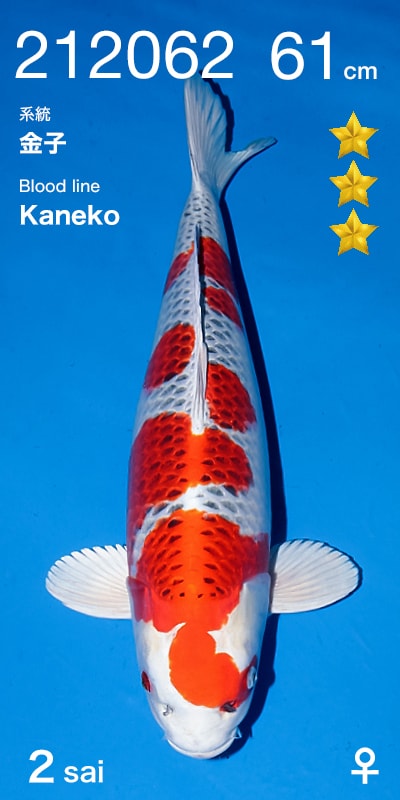 Japanse koi Ogata Kujaku Kaneko Gosai 61 cm Female