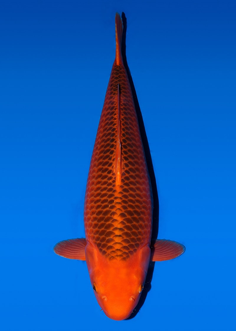 Japanse koi Taniguchi Aka-matsuba Red Corn Sansai 71 cm Female