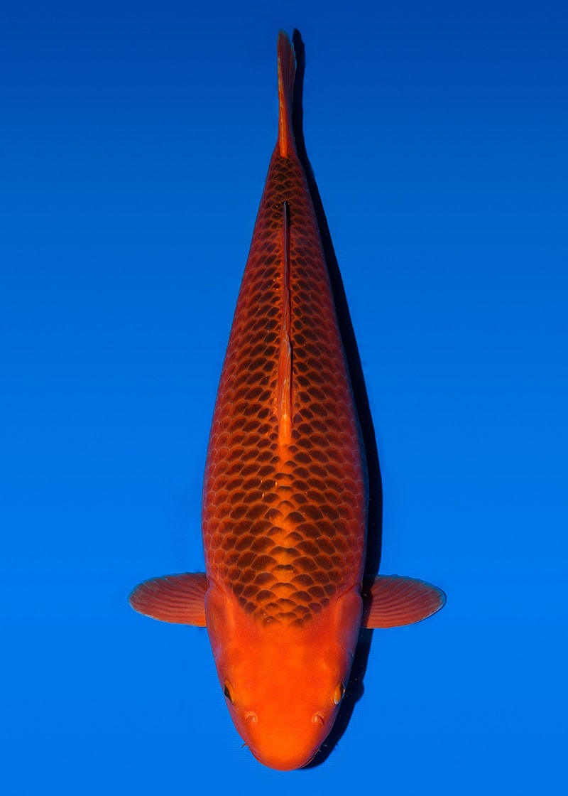 Japanse koi Taniguchi Red Corn  Aka-matsuba Nisai 60cm