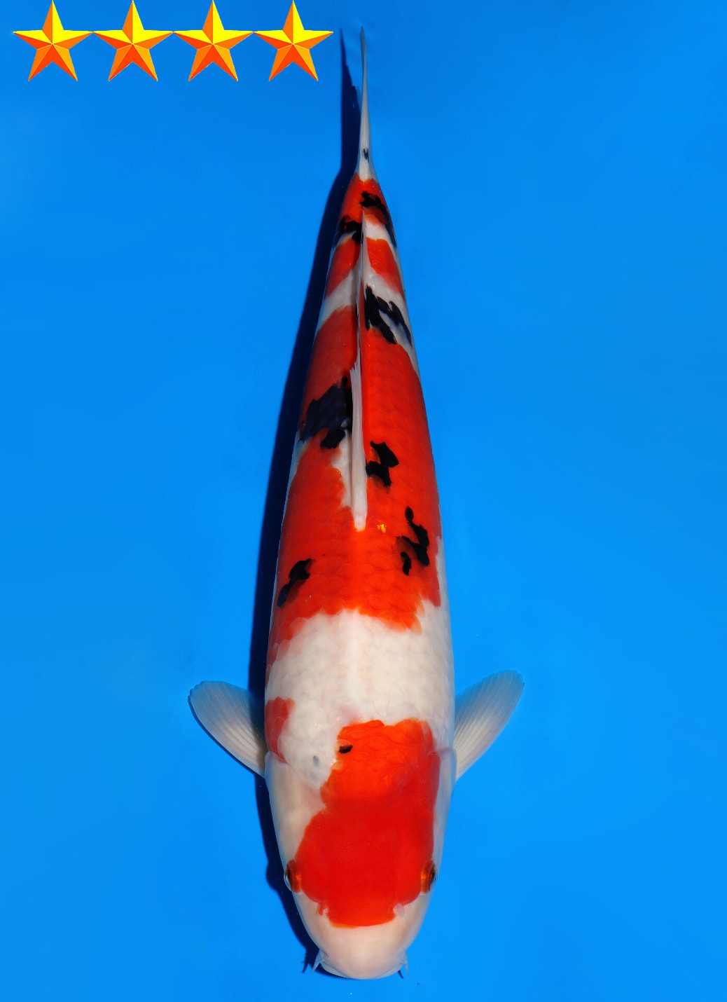 Japanse koi Dainichi Sanke Mr.BIG Sansai 40 cm Unknown