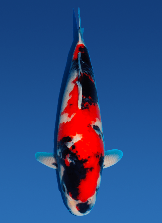 Japanse koi Dainichi Showa BigBang Rokusai + 58 cm Female