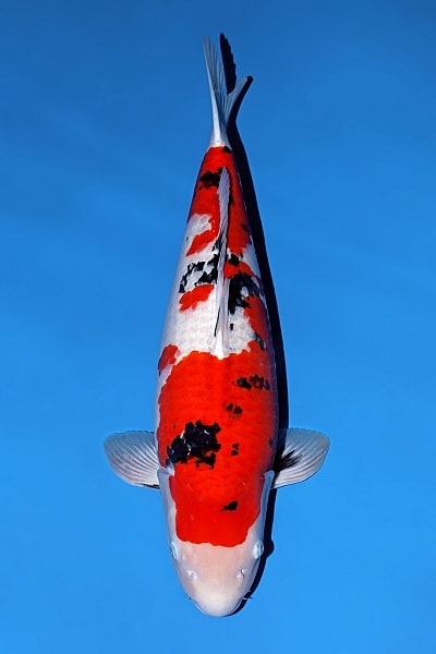 Japanse koi Momotaro   Sanke Nisai 64cm