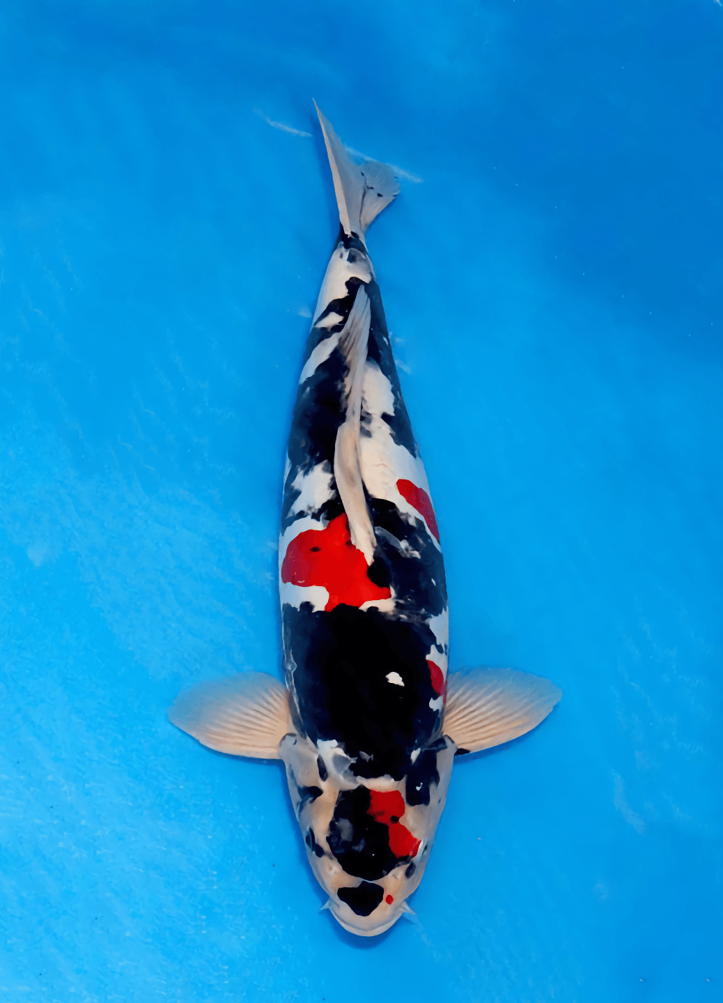 Japanse koi Marushin Doitsu Showa Rokusai + 50 cm Male