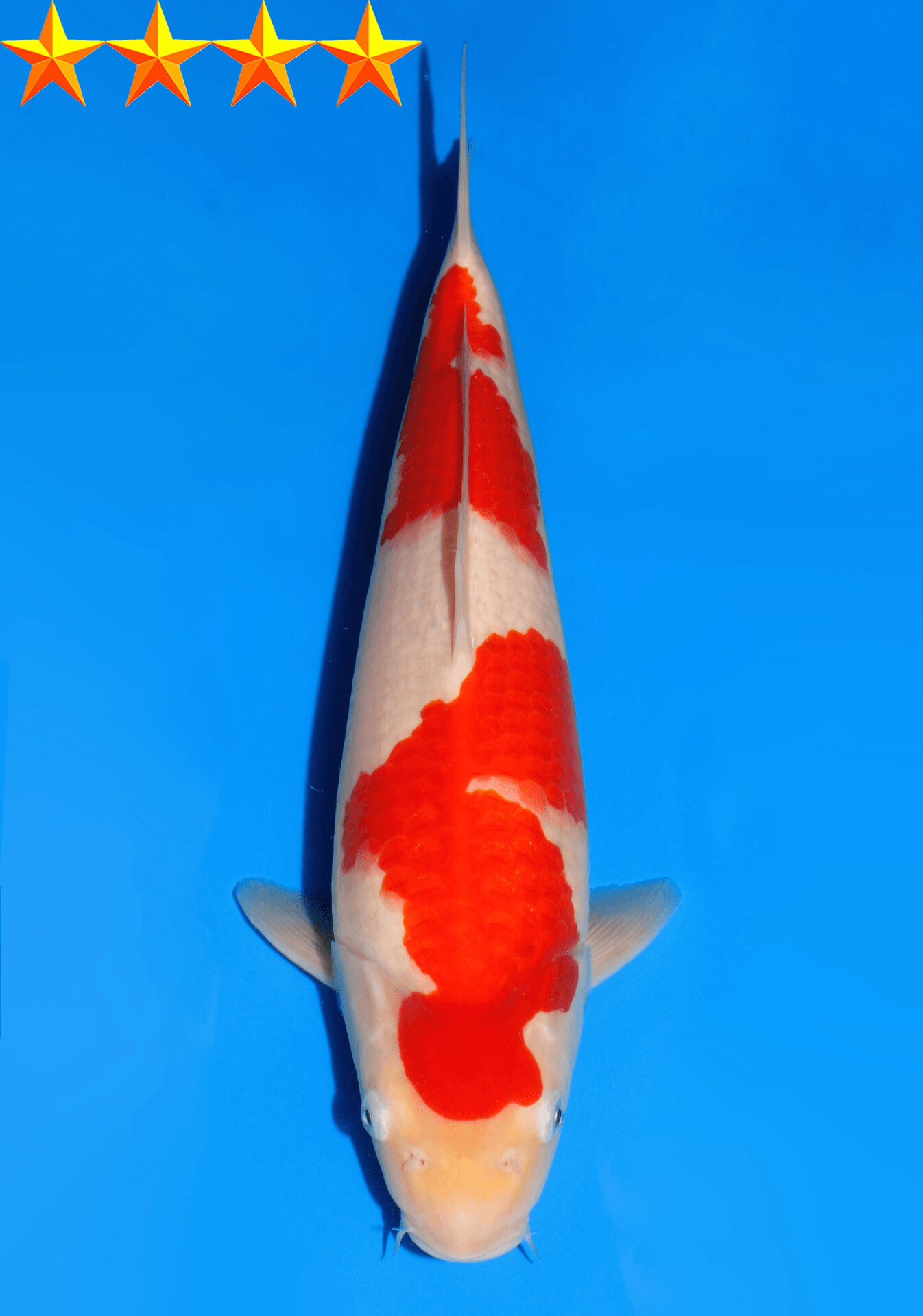 Japanse koi Dainichi Kohaku RedTiger Yonsai 45 cm Unknown