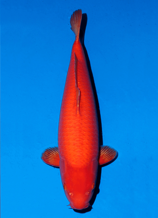Japanse koi Ogata Benigoi Taiho Rokusai + 54 cm Female