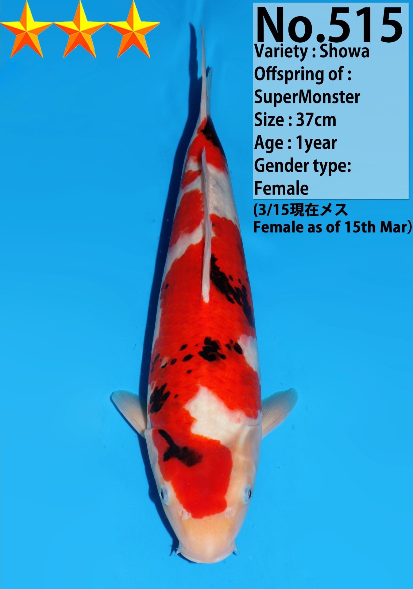Japanse koi Dainichi Showa SuperMonster Rokusai + 37 cm Female