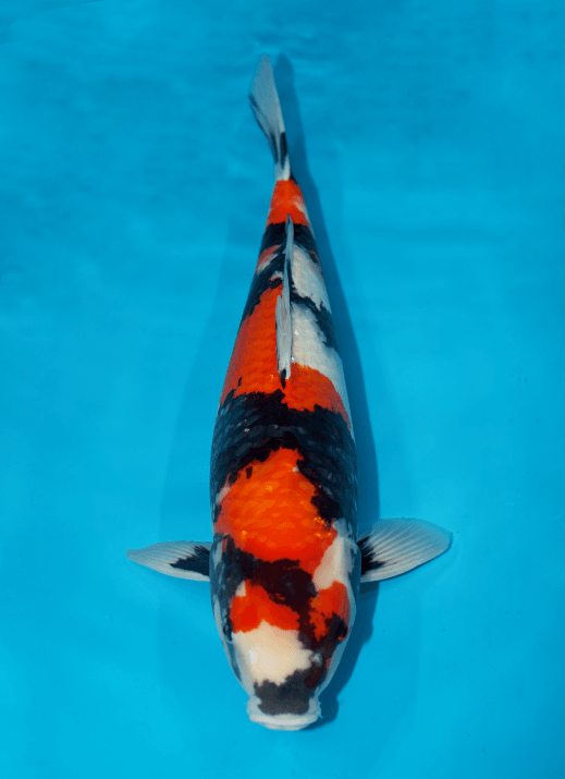 Japanse koi Hiroi Showa Rokusai + 60 cm Female