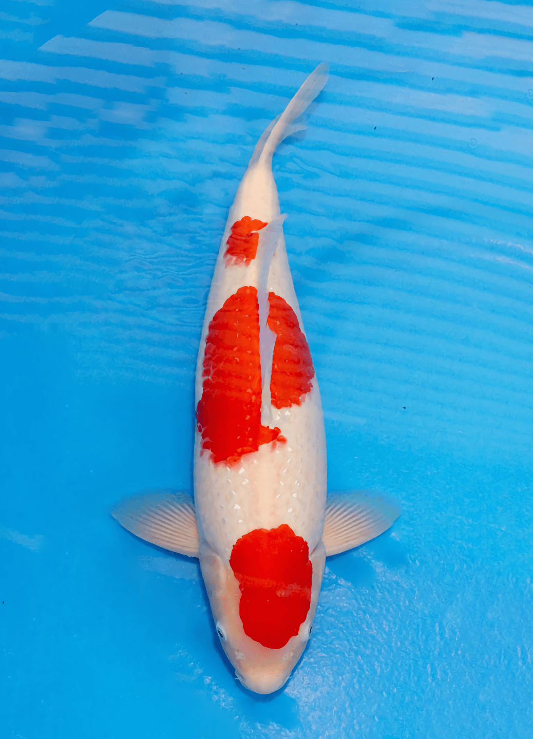 Japanse koi Marushin Kohaku Rokusai + 50 cm Male