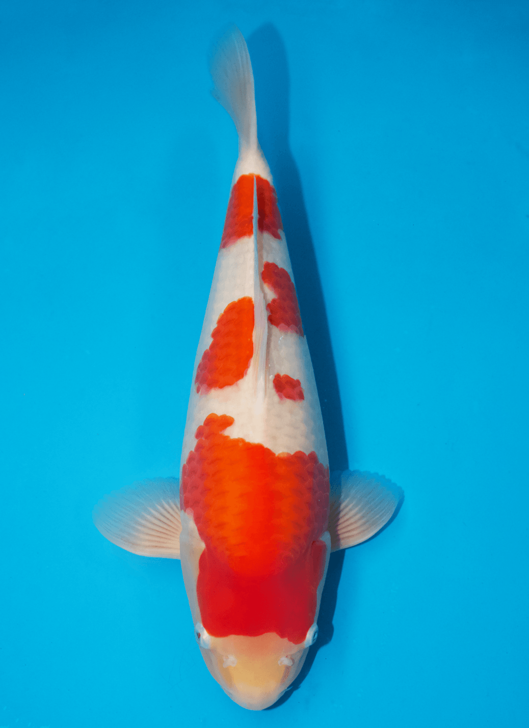 Japanse koi Dainichi Kohaku Dragon Rokusai + 49 cm Unknown