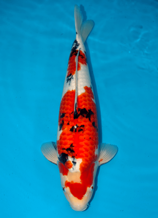 Japanse koi Sakai Fish Farm Sanke Sakai Rokusai + 56 cm Male