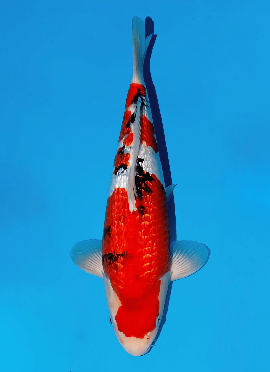 Japanse koi Momotaro Kamuy Ginrin Sanke Tosai 38cm