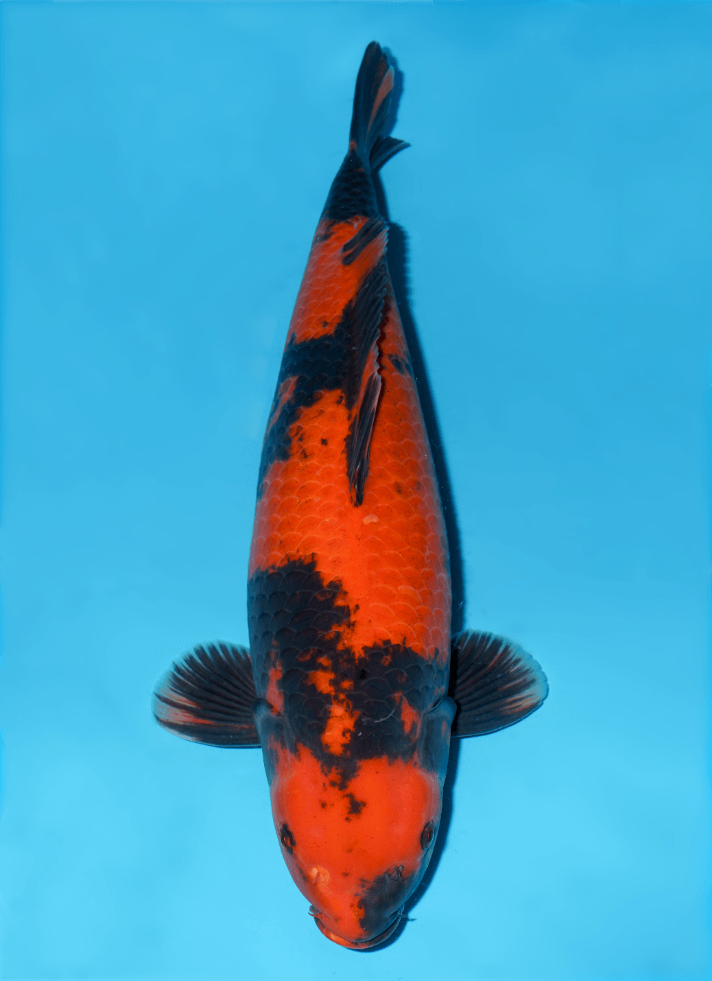Japanse koi Shinoda   Hi-utsuri Nisai 61cm