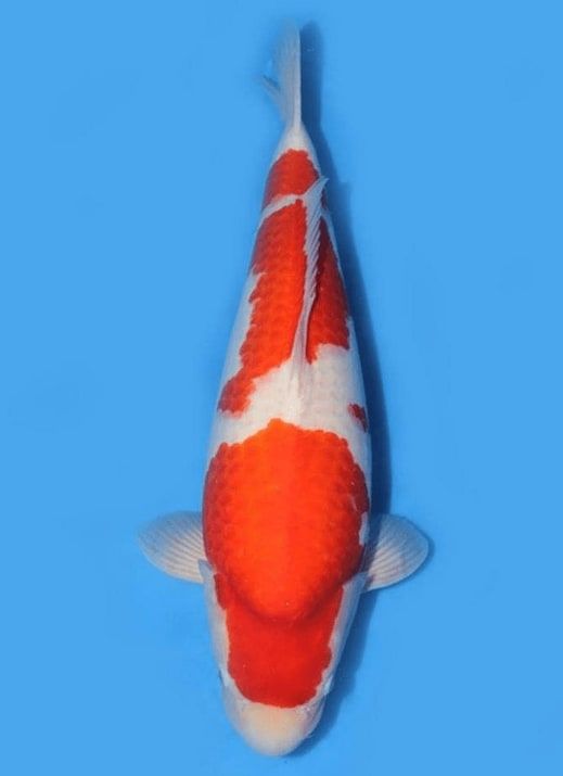 Japanse koi Hidemassa Kohaku Rokusai + 80 cm Female